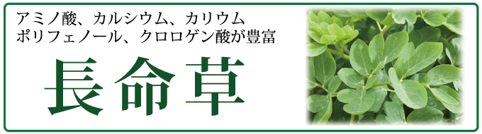アミノ酸、カルシウム、カリウム、ポリフェノール、クロロゲン酸が豊富な長命草