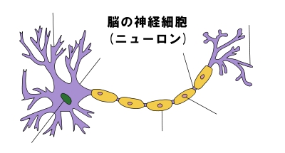 脳の神経細胞（ニューロン）